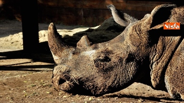 1 - Arrivano due rinoceronti bianchi al Bioparco di Roma