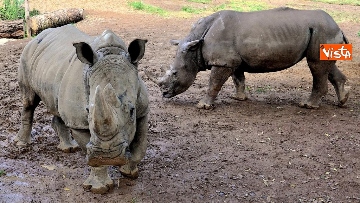 5 - Arrivano due rinoceronti bianchi al Bioparco di Roma