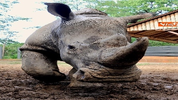 2 - Arrivano due rinoceronti bianchi al Bioparco di Roma