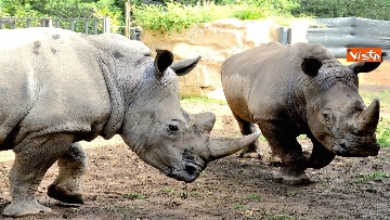 3 - Arrivano due rinoceronti bianchi al Bioparco di Roma