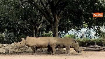 4 - Arrivano due rinoceronti bianchi al Bioparco di Roma