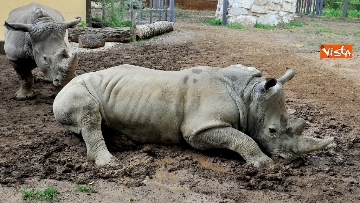 6 - Arrivano due rinoceronti bianchi al Bioparco di Roma